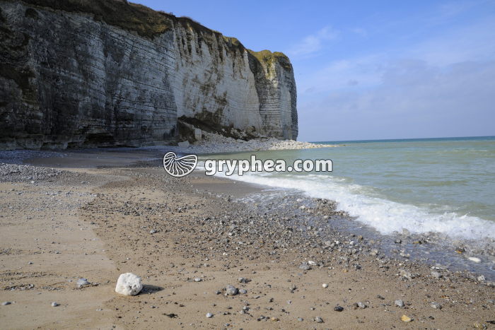 Erosion d'une falaise de craie (Pays de Caux, Normandie) - gryphea.org
